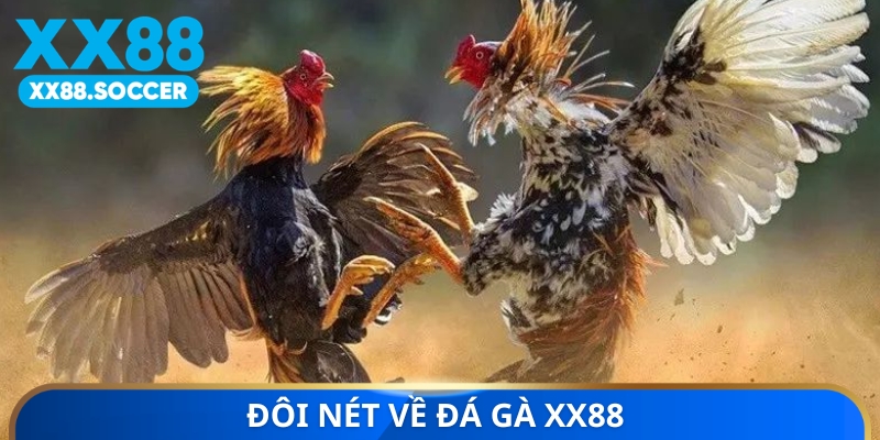 Đôi nét về đá gà XX88