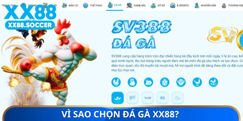 Vì sao chọn đá gà XX88?